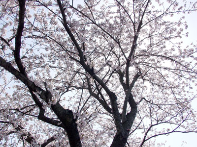 ������ŎB���Ă݂�