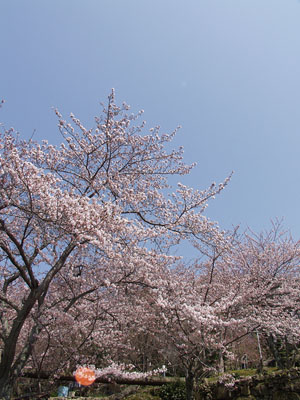 �󍂂����т������̖�