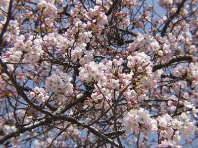 �ܕ��炫�Ƃ������ƍ����ȁH